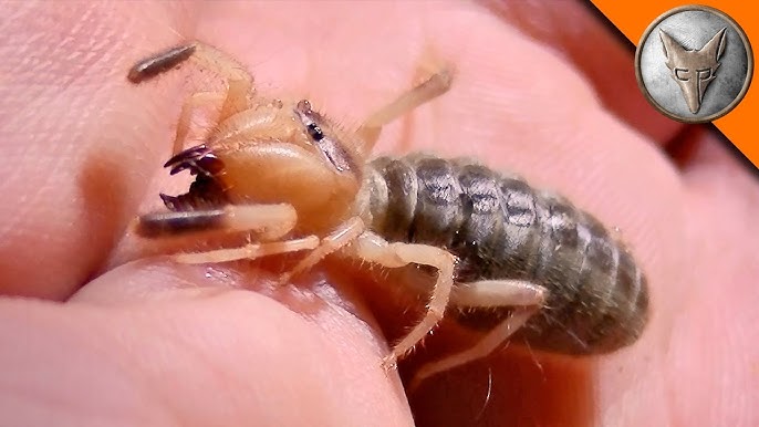 BLOODWORMS - Will They BITE?! 