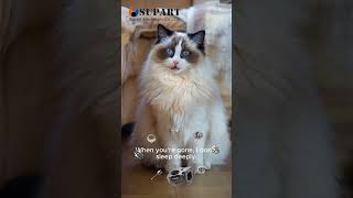 Download Lagu supart machinery turbos cat talkshow #supart #turbo #cat #pet #funny #talkshow #spares MP3 Download Lagu supart machinery turbos cat talkshow #supart #turbo #cat #pet #funny #talkshow #spares MP3
