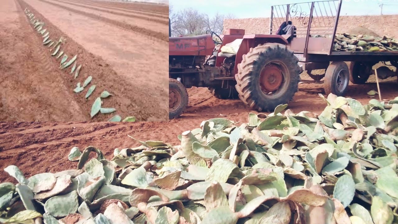 شوفو طريقة غرس الهندية(الصبار) للتأقلم مع الجفاف🌵