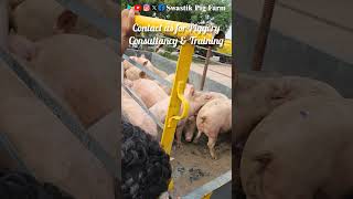 Loading The Consignment Of Pigs.#piggery #swastikpigfarm#pig#businessideas #piggerybusiness#business