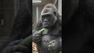 Gorillas Unexpected Cucumber Snack Time