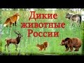 Дикие животные России 🐻 Изучаем диких животных и их голоса. Развивающее видео для детей