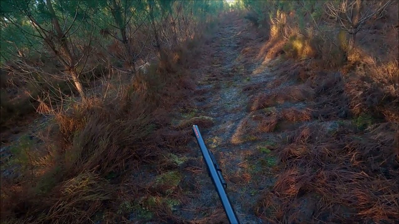 Test Acro S2 et shotkam à la bécasse et clap fin de saison au fusil