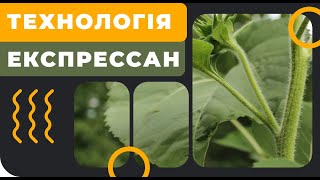 Соняшник під гербіцид Експрес (Гранстар)