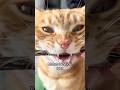 My CatтАЩs Crunch Tier List ЁЯПЖ My CatтАЩs Crunch Tier List ЁЯПЖ