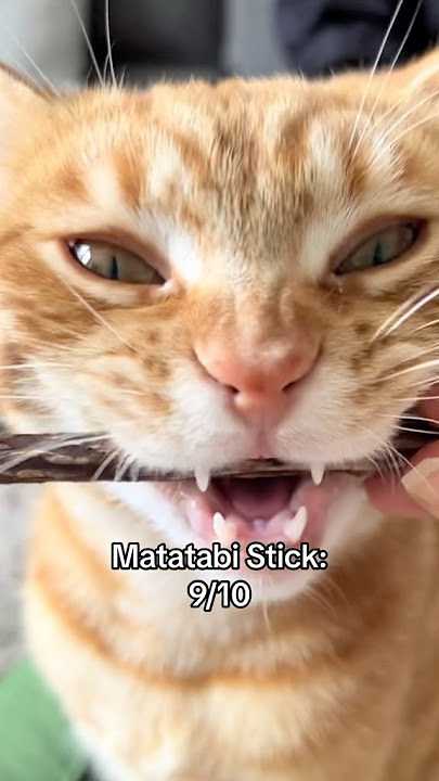 Download lagu My cat’s crunch tier-list 🏆