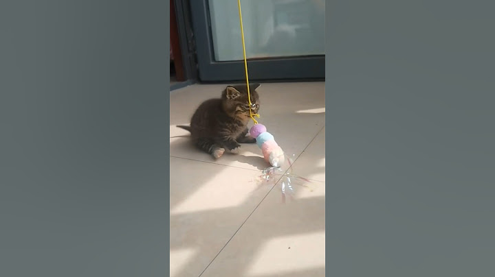 There are never many gifts…🐈 #cat #funny #catlover