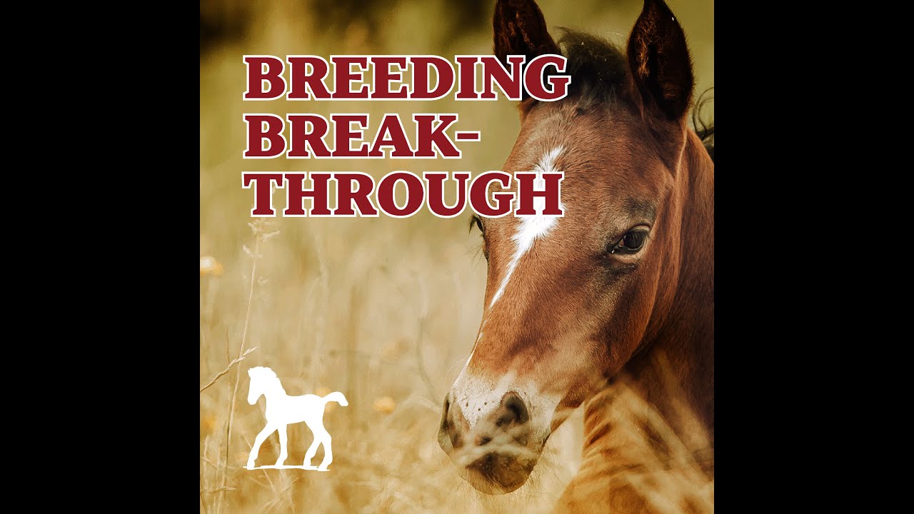 Breeding Breakthrough: Diagnosing and Treating Latent Infections in Problem Mares