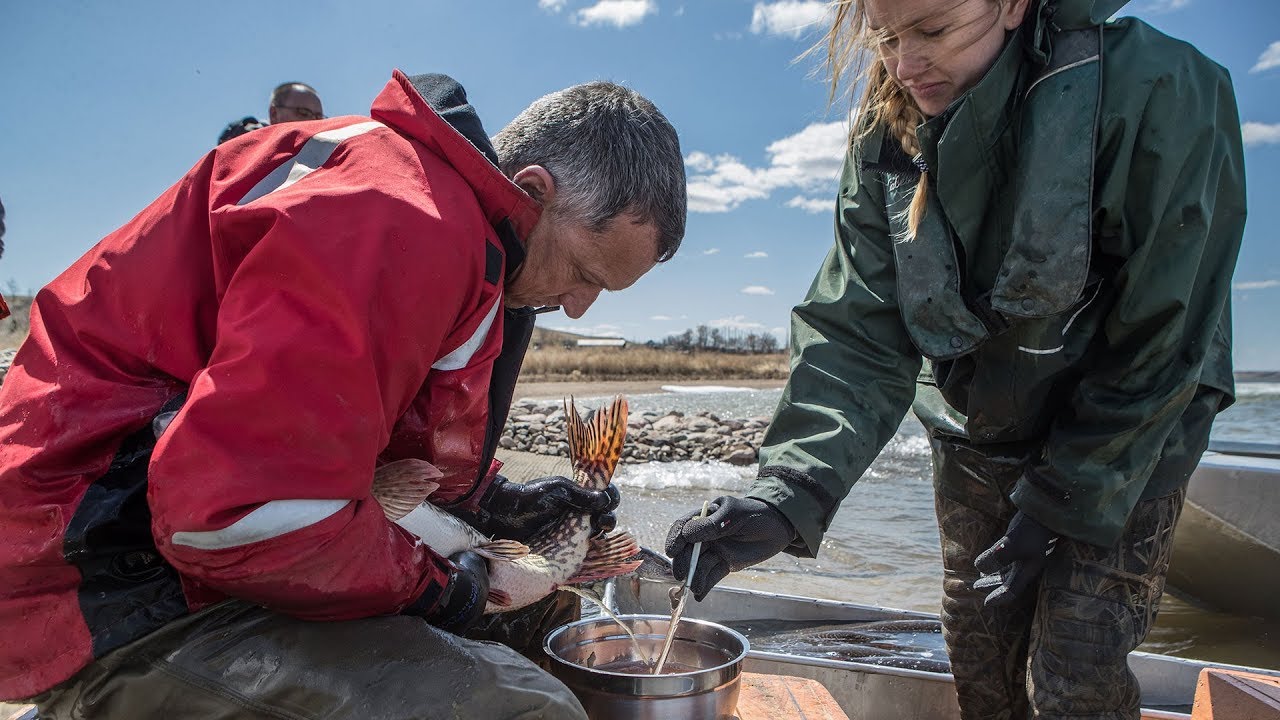 nature kpop Northern Pike Spawning - NDGNF
