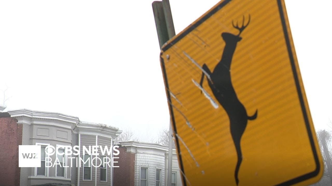 Baltimore residents push back against city's plan to manage wild deer population