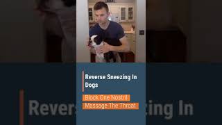 How To Stop A Reverse Sneeze In Your Dog! (FAST)
