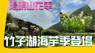 2022 陽明山竹子湖海芋季| 竹子湖賞花步道| 交通攻略| 特色餐廳 ... 