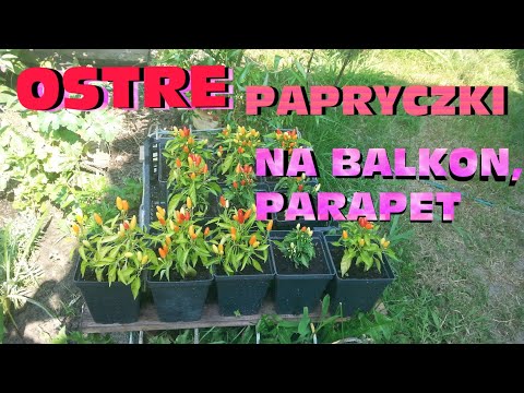 Wideo: Uprawiamy Ostrą Paprykę Na Parapecie