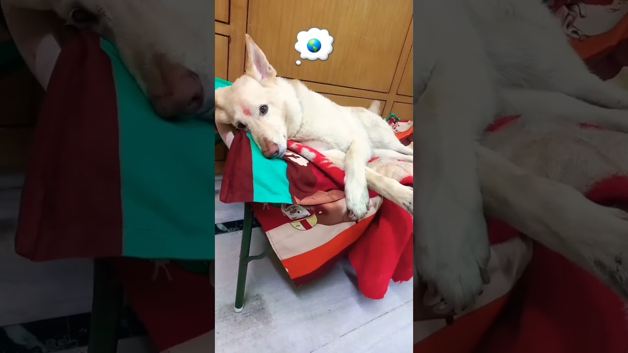 I m no-ones ???????? #funny #comedy #shorts #shortvideo #viral #trending #ytshorts #yt #video 