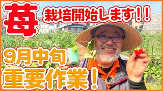 家庭菜園のいちごの栽培開始！9月中旬の重要作業を解説！いちごの品種を徹底紹介します！宝交早生・東京おひさまベリー・苗の育苗を解説！【農園ライフ】