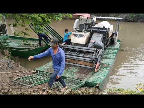 Video máy cắt lúa Kubota 70 Cập bến Lên phà Cắt lúa Ô EM... - youtube