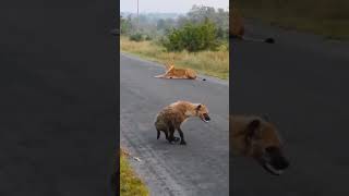 Hyena Jalan Ngangkang