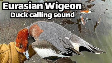 Eurasian wigeon duck calling sound 2025/ Eurasian wigeon Duck #birds #waterfowl #ducksound 