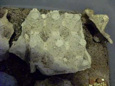 morphemes pdf Cricket Breeding Update.