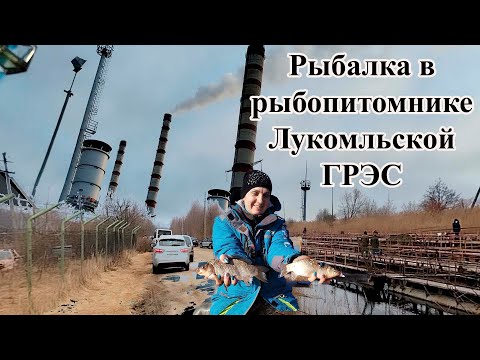 Рыбалка в рыбопитомнике на Канале Лукомльской ГРЭС. Особенности Рыбалки на ТЁПЛОМ КАНАЛЕ Новолукомль