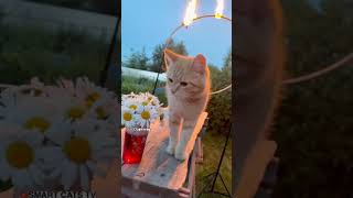 Как прекрасен мир земной мы забывать не будем ❤ #cat