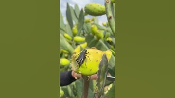 Prickly pear cactus 🌵🌵 eating cactus fruit/strange fruit/natural fruit/fruit garden