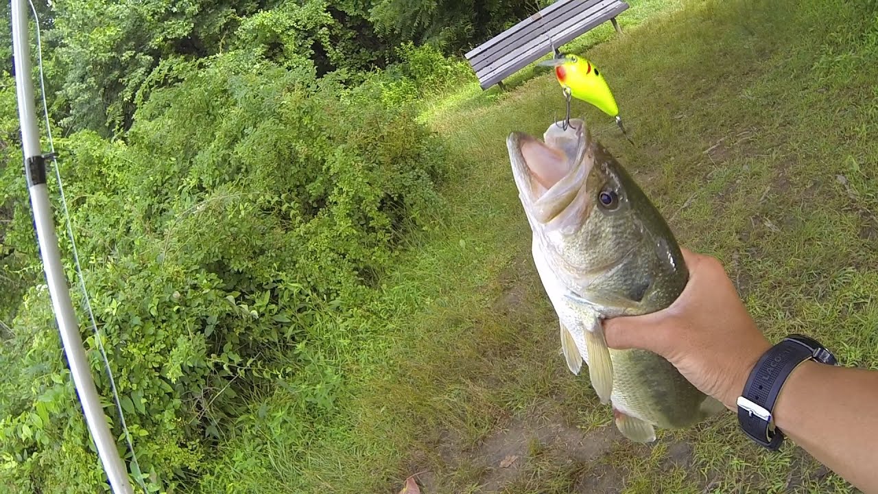 How to Fish a Squarebill Crankbait for Bass by 1Rod1ReelFishing 