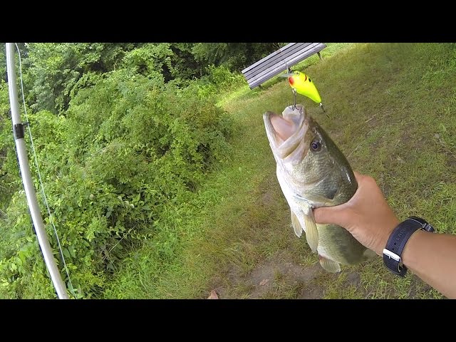 How to Fish a Squarebill Crankbait for Bass by 1Rod1ReelFishing 