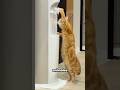 Animales Más Inteligentes que los Humanos