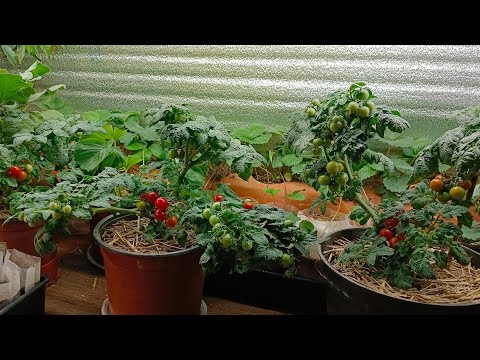 ЗИМНИЙ ДОМАШНИЙ ОГОРОД-ВЕСНА.