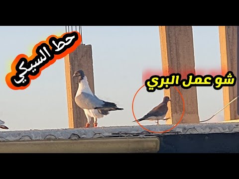 خليط وكش ونزل مع الفراخ حمام شو الصيد