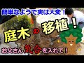 移植DIY！樹木は移動できる　子供とお庭で出来ること⑦【庭DIY#11】