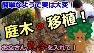 移植DIY！樹木は移動できる　子供とお庭で出来ること⑦【庭DIY#11】