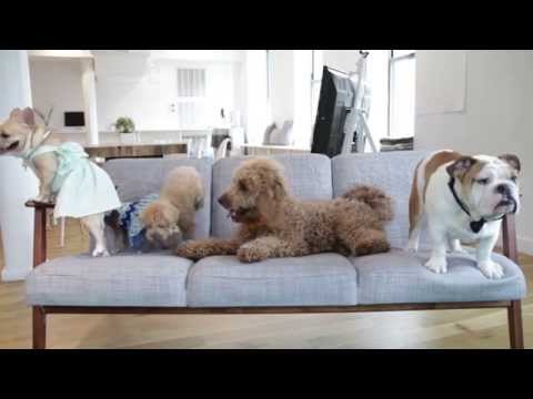 فيديو: 10 أشياء Puptastic من BarkBox فيلي Pawty