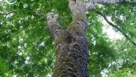 Cây Cẩm Lai cổ thụ 300 năm tại vườn quốc gia Nam Cát Tiên.