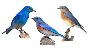 3 Species of Bluebirds | Genus: Sialia, Family: Turdidae