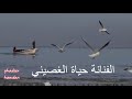 رايح يا حمام الفنانة حياة الغصيني Hayat Al Ghousaini 