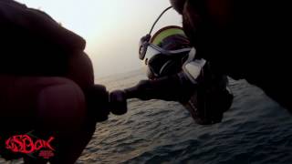 UL - queenfish jul 28, 2017 - jackson baby gallop