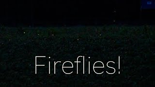 Fireflies: The &quot;Gentle Fireworks of Summer&quot;