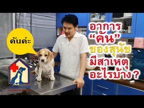 อาการคันของสุนัขมีสาเหตุอะไรบ้าง : บีเกิ้ล หนมปังพบหมอ ตอนที่ 5 : JP HAPPY CHANNEL