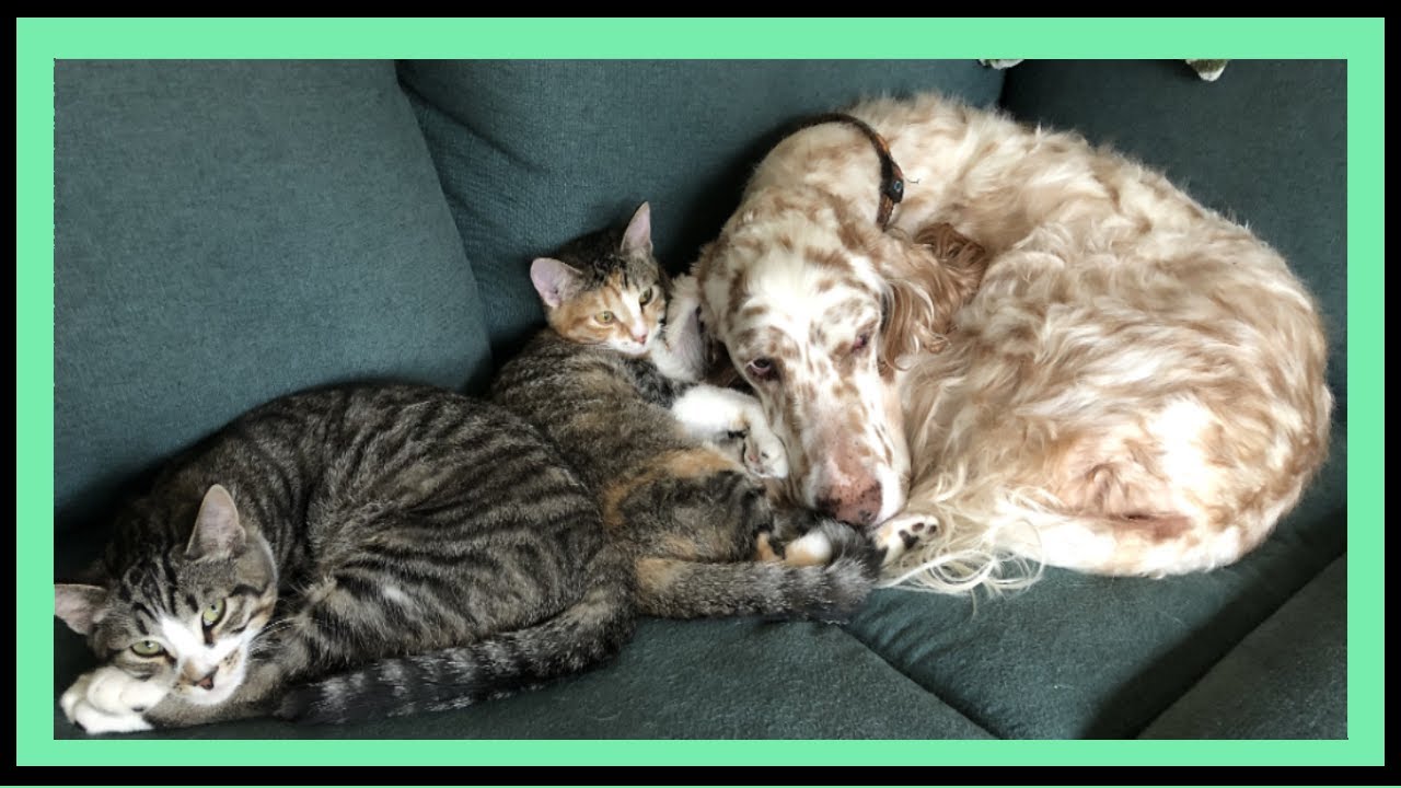 Zephyr And The Cats YouTube