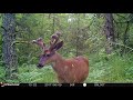 Trailcam compilation: 1 yr + 2 cameras in Western Oregon