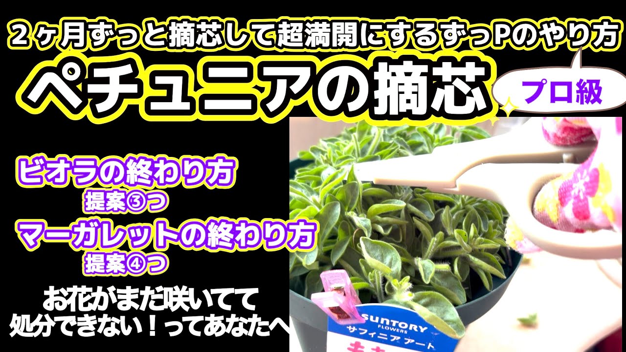 【ペチュニアを一斉に開花させるプロ級方法】【ビオラの終わり方】【マーガレットの終わり方】