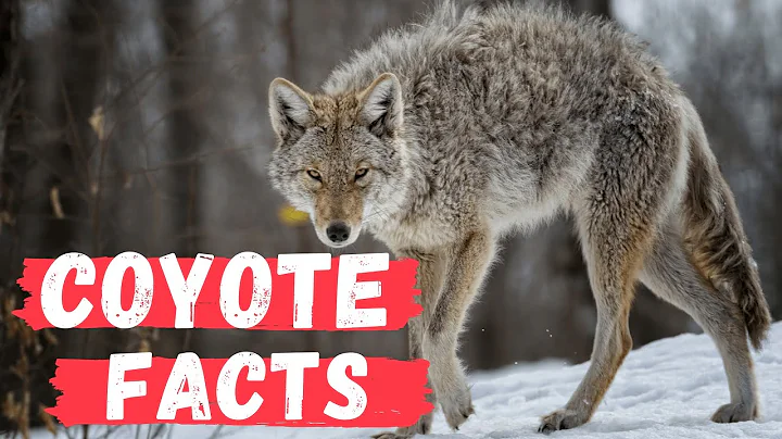 11 (New) Coyote Facts You Didn't Know [Must Check #7]