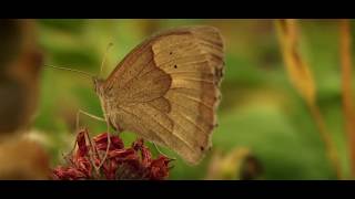 Hasan Dursun - Ya Resulallah