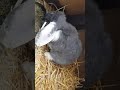 Bunny babys, French lop, only a couple of days old.