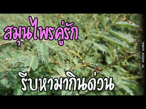 วีดีโอ: เก็บผักกระเฉดอย่างไรให้มีความสุขในวันฤดูใบไม้ผลิ?