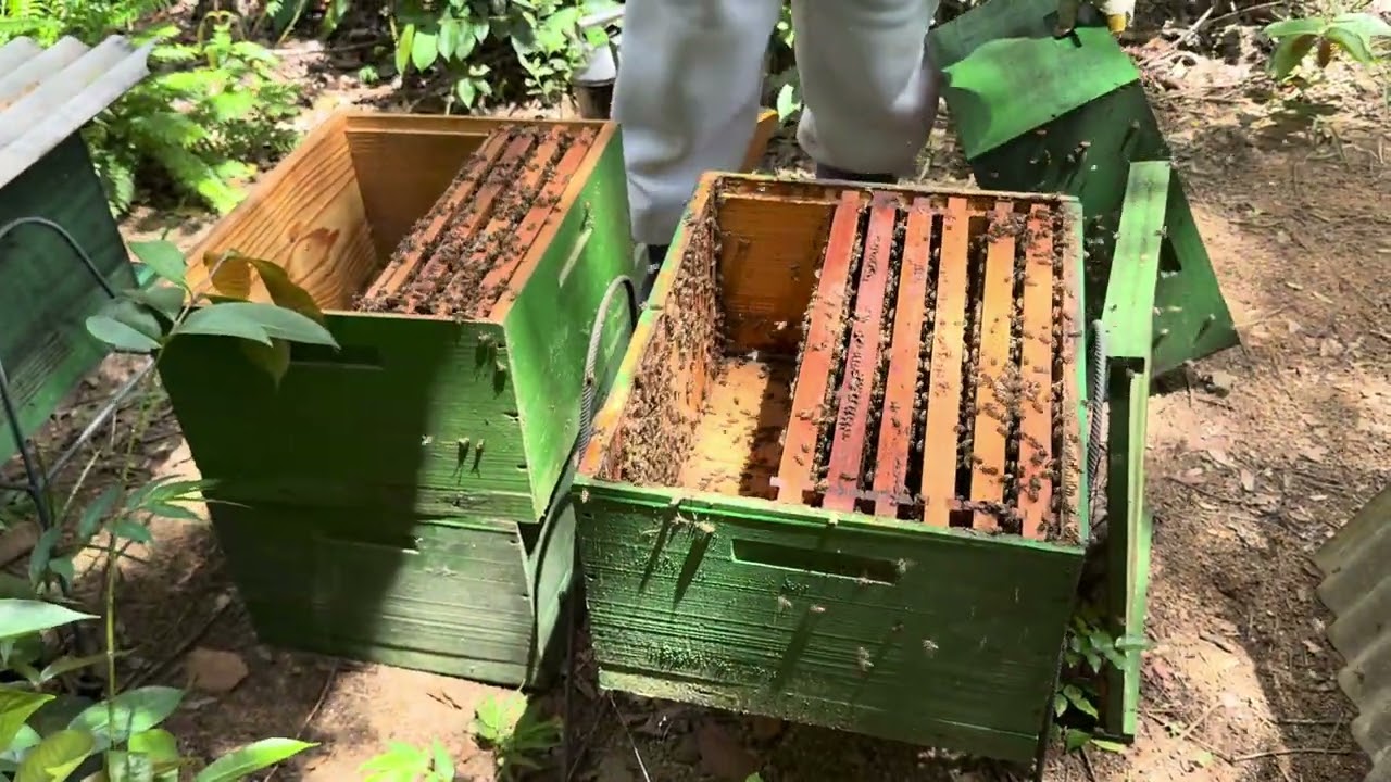 Como CRESCER SEU APIÁRIO Rápido/ Multiplicação 