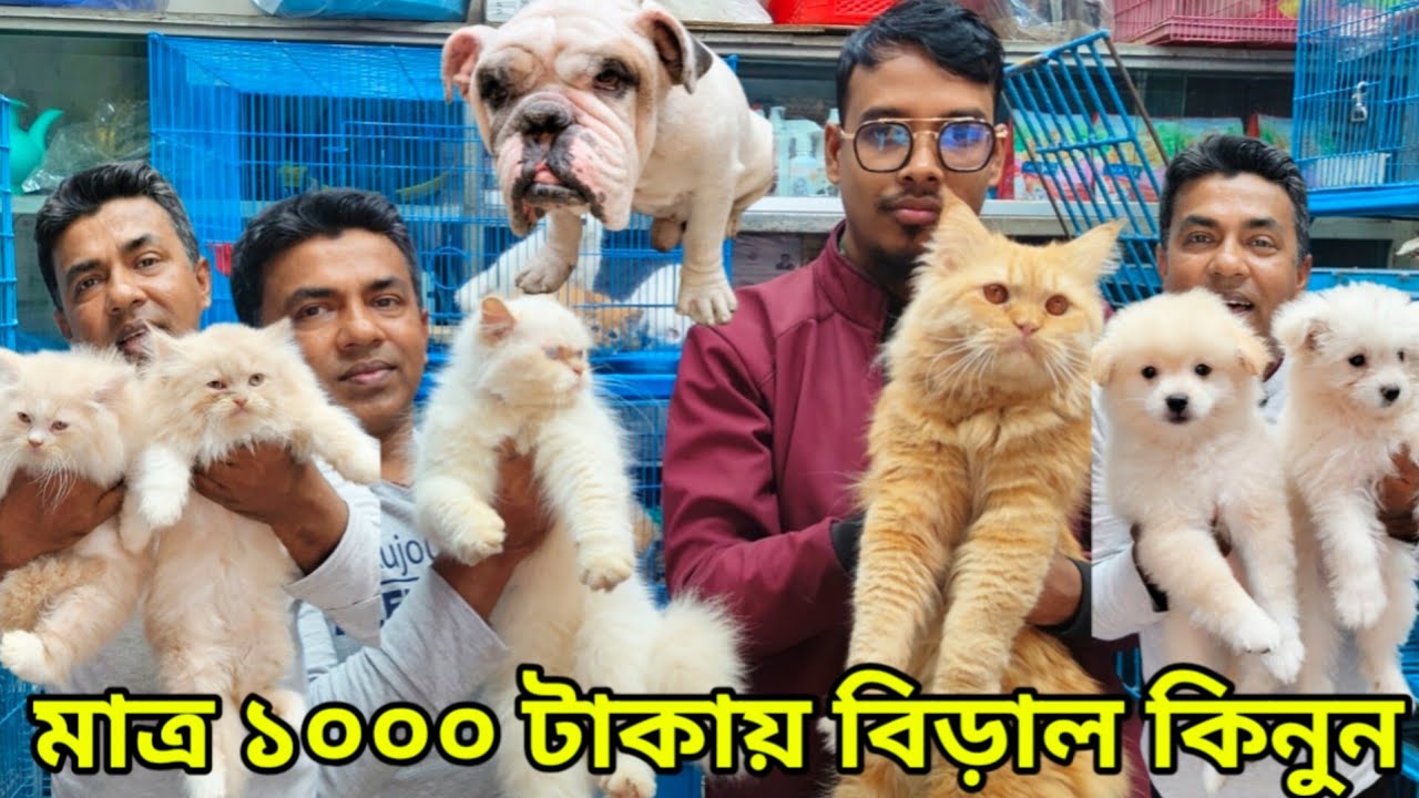 মাত্র ১০০০ টাকায় বিড়াল 💥💥| Persian cat price in Bangladesh | Katabon Animal market in Bangladesh 