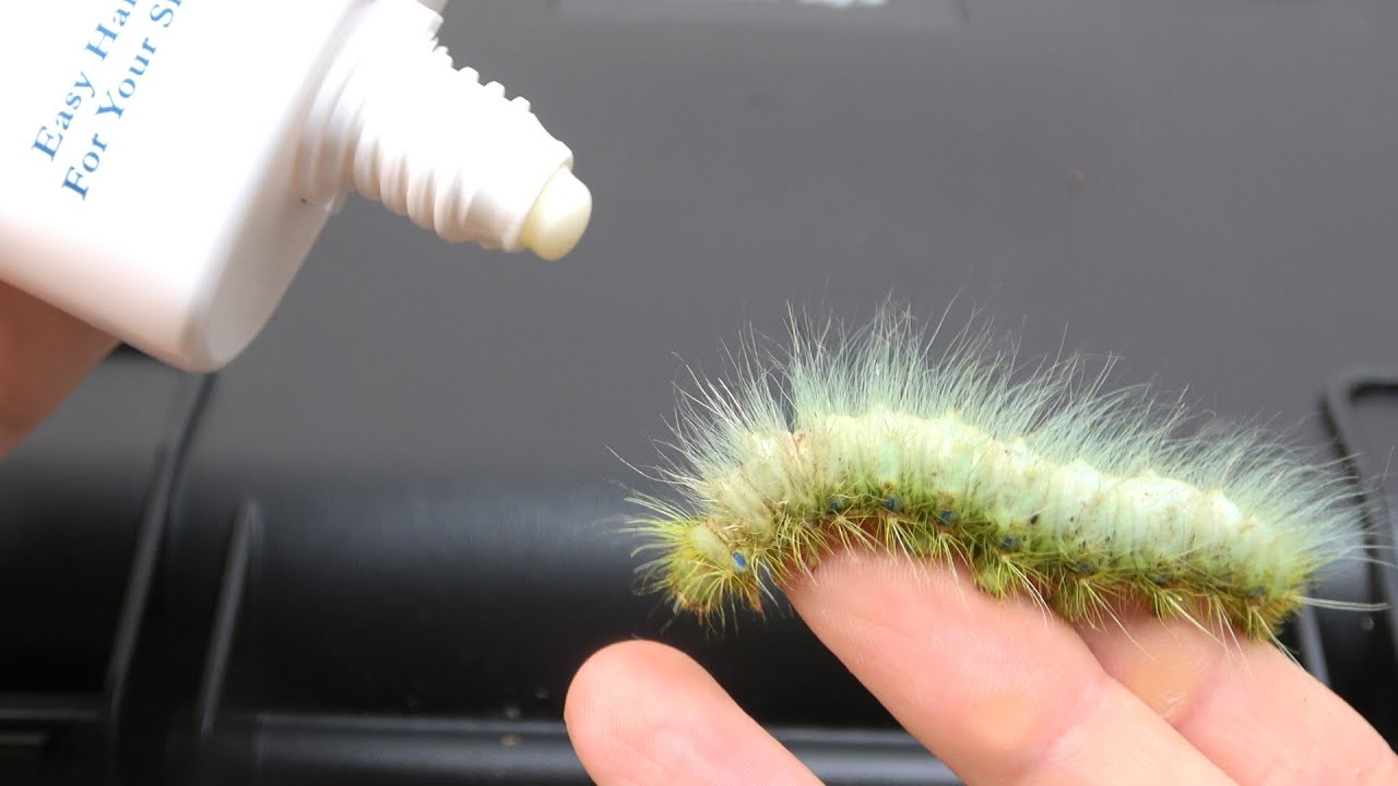 毛虫に脱毛クリームを塗るとこうなる